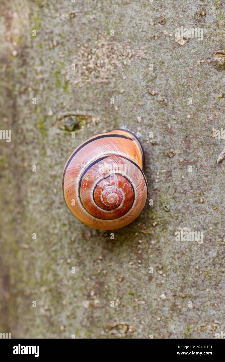 Coquille d'escargot dans un arbre en Allemagne Banque D'Images