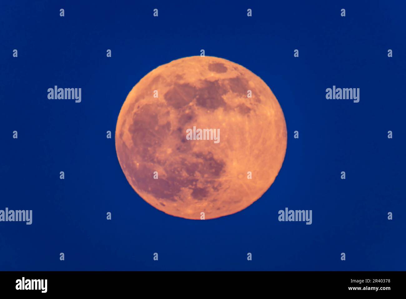 Super lune rose au crépuscule bleu. Banque D'Images