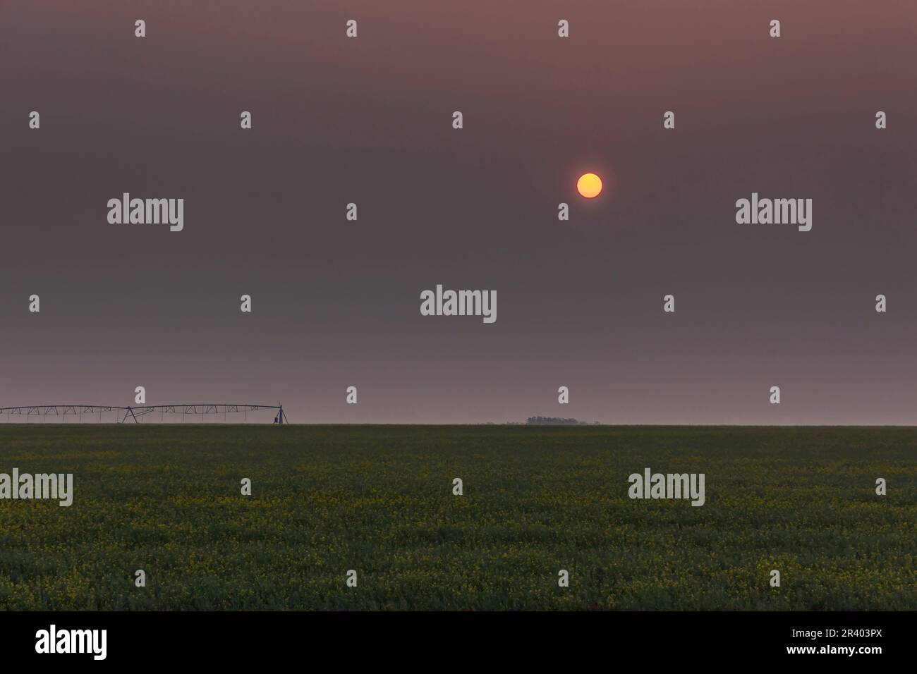 Le soleil se levant dans les feux de forêt fume au-dessus d'un champ de canola dans le sud de l'Alberta, au Canada. Banque D'Images