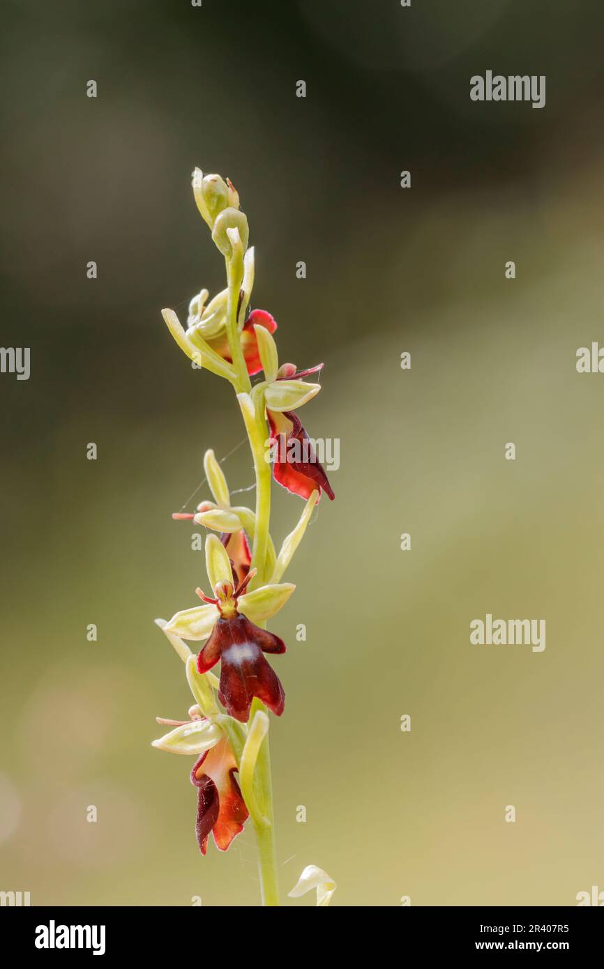 Ophrys insectifera, connu sous le nom d'Orchid de mouche, ophrys portant des insectes Banque D'Images