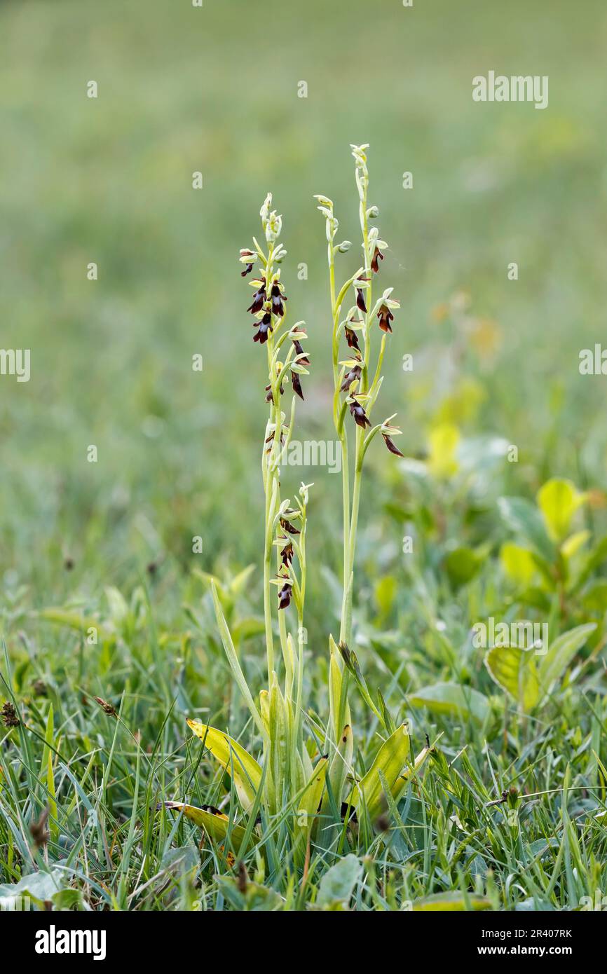 Ophrys insectifera, connu sous le nom d'Orchid de mouche, ophrys portant des insectes Banque D'Images
