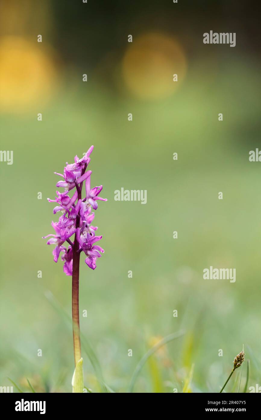 Orcis mascula, connu sous le nom d'orchidée pourpre précoce, orchidée de boucher bleu, ocre pourpre précoce Banque D'Images