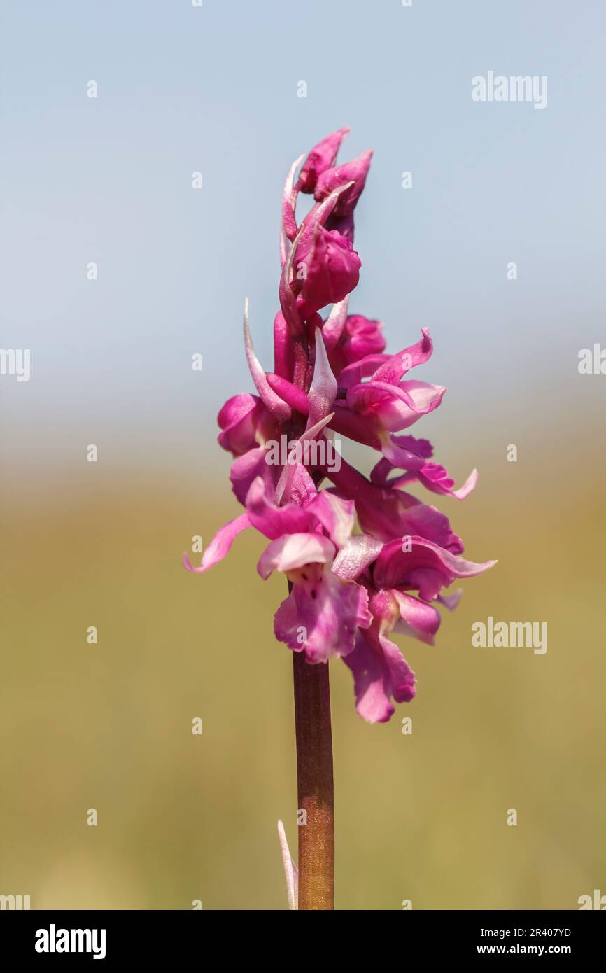 Orcis mascula, connu sous le nom d'orchidée pourpre précoce, orchidée de boucher bleu, ocre pourpre précoce Banque D'Images