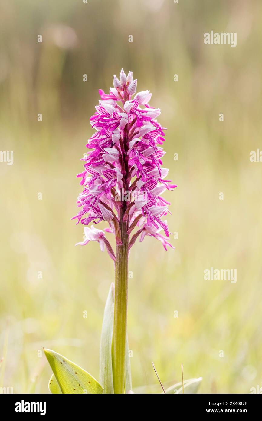 Orchis militaris, connu sous le nom d'orchidée militaire, orchidée militaire, orchidée soldat Banque D'Images