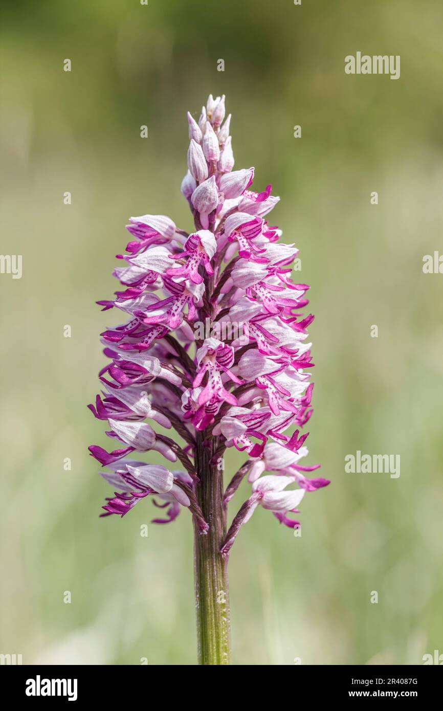 Orchis militaris, connu sous le nom d'orchidée militaire, orchidée militaire, orchidée soldat Banque D'Images