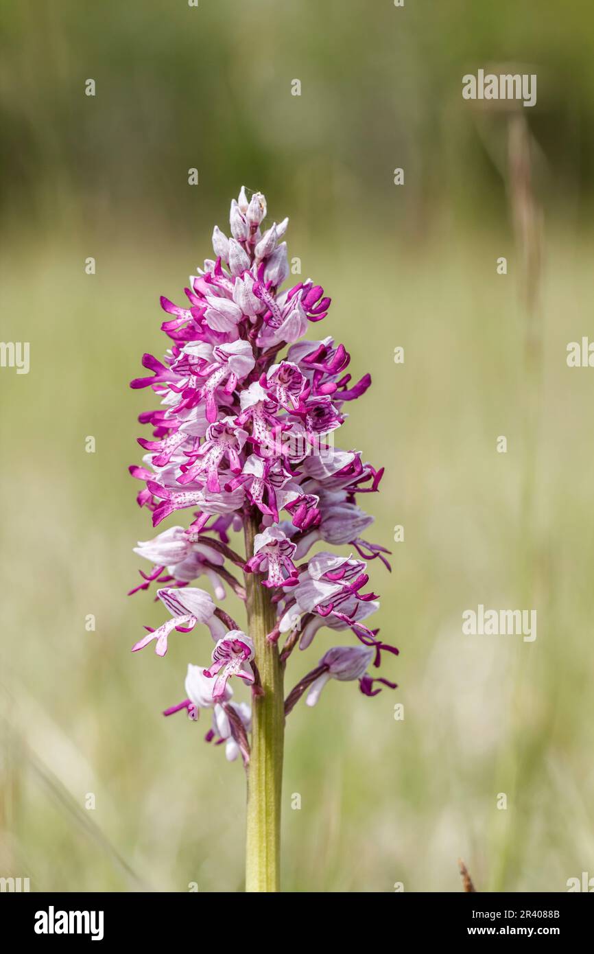 Orchis militaris, connu sous le nom d'orchidée militaire, orchidée militaire, orchidée soldat Banque D'Images