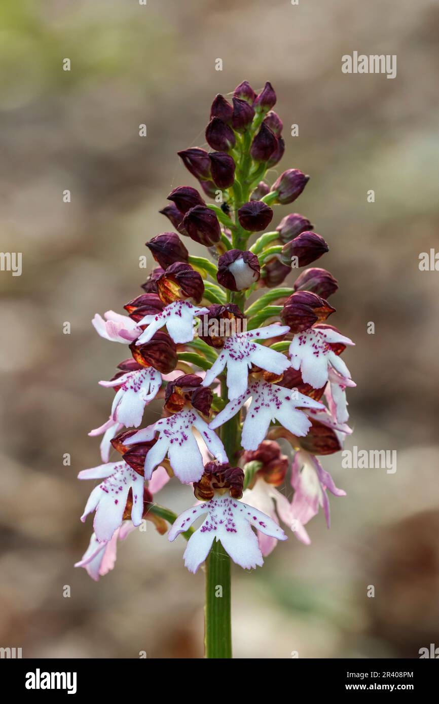 Orchis purpurea, connu sous le nom de Lady Orchid Banque D'Images