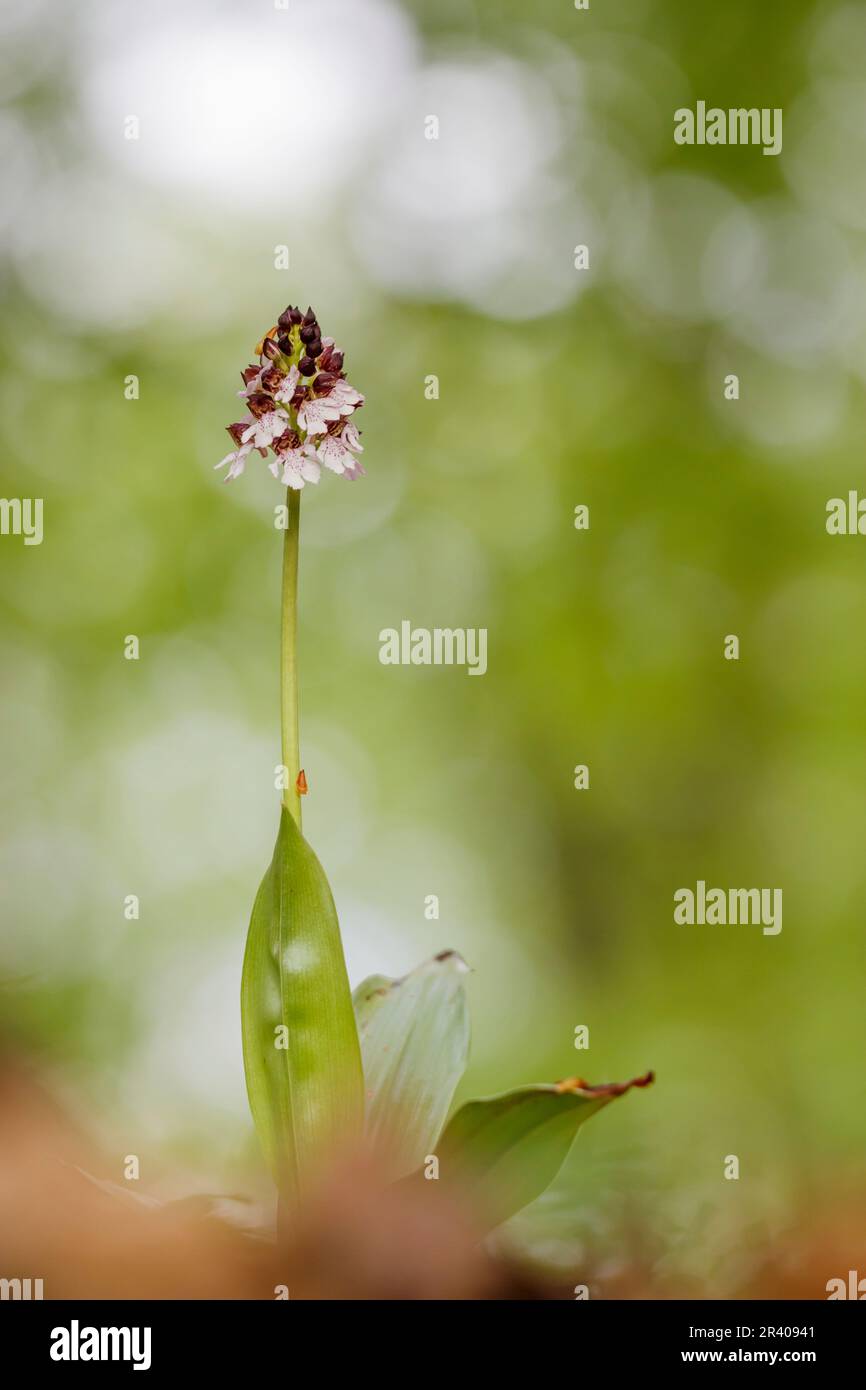 Orchis purpurea, connu sous le nom de Lady Orchid Banque D'Images