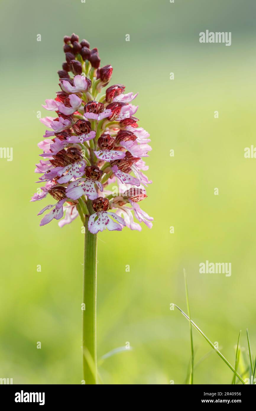 Orchis purpurea, connu sous le nom de Lady Orchid Banque D'Images