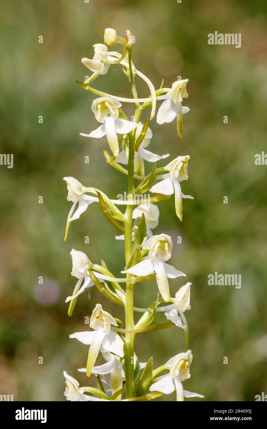 Platanthera chlorantha, connu sous le nom de plus grande orchidée papillon, plus grande orchidée papillon Banque D'Images
