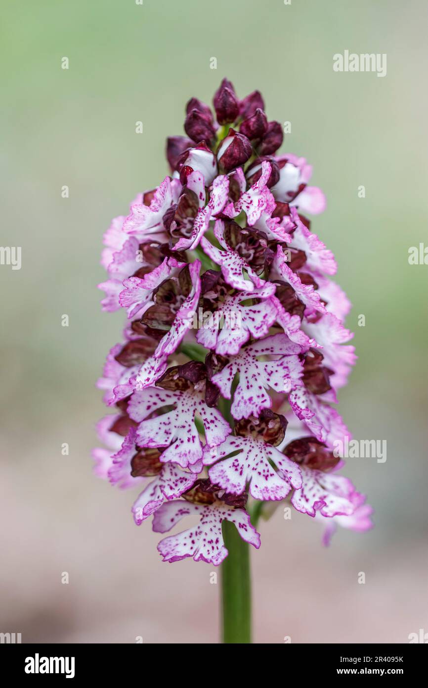 Orchis purpurea, connu sous le nom de Lady Orchid Banque D'Images