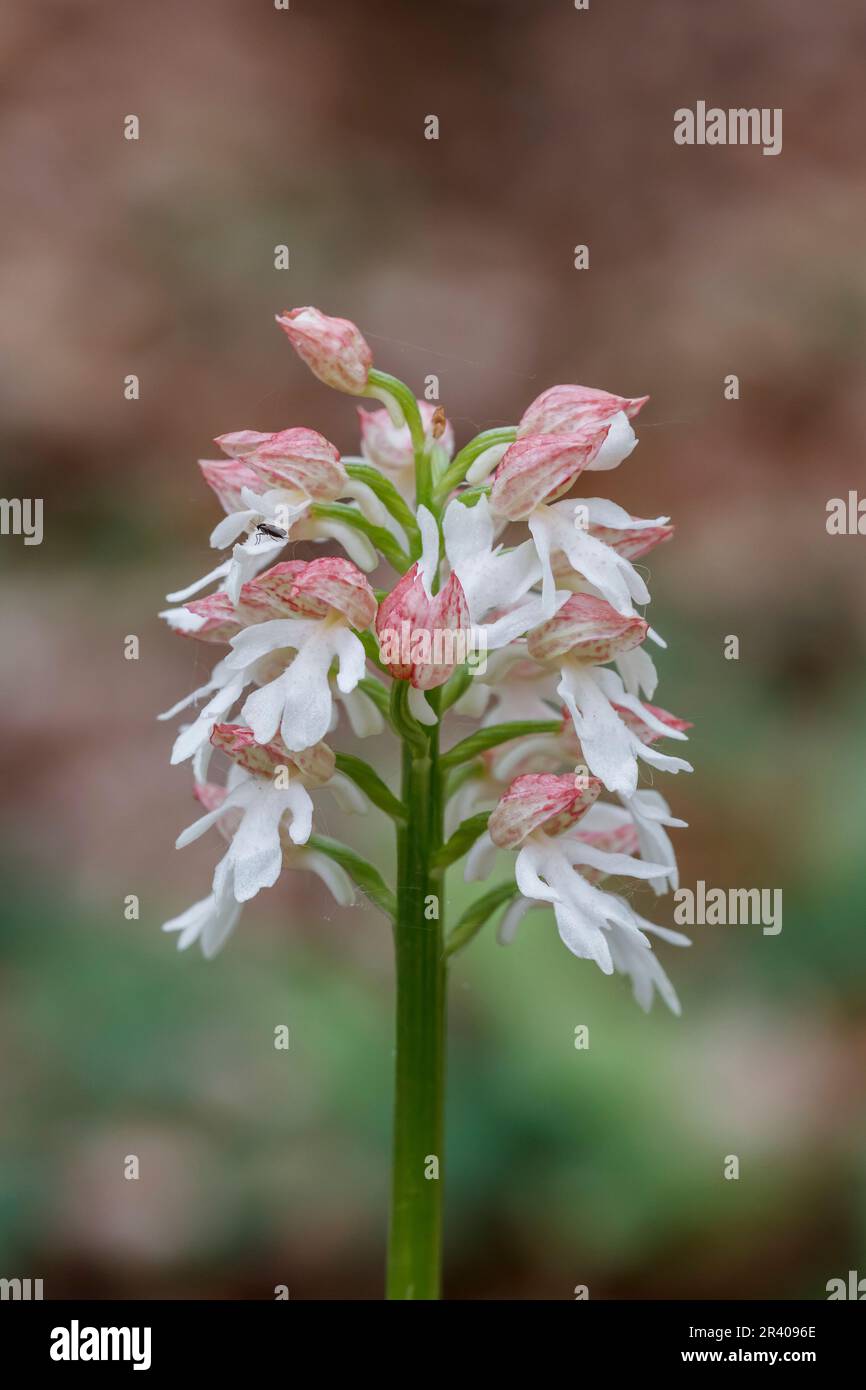 Orchis purpurea, connu sous le nom de Lady Orchid (forme brillante) Banque D'Images