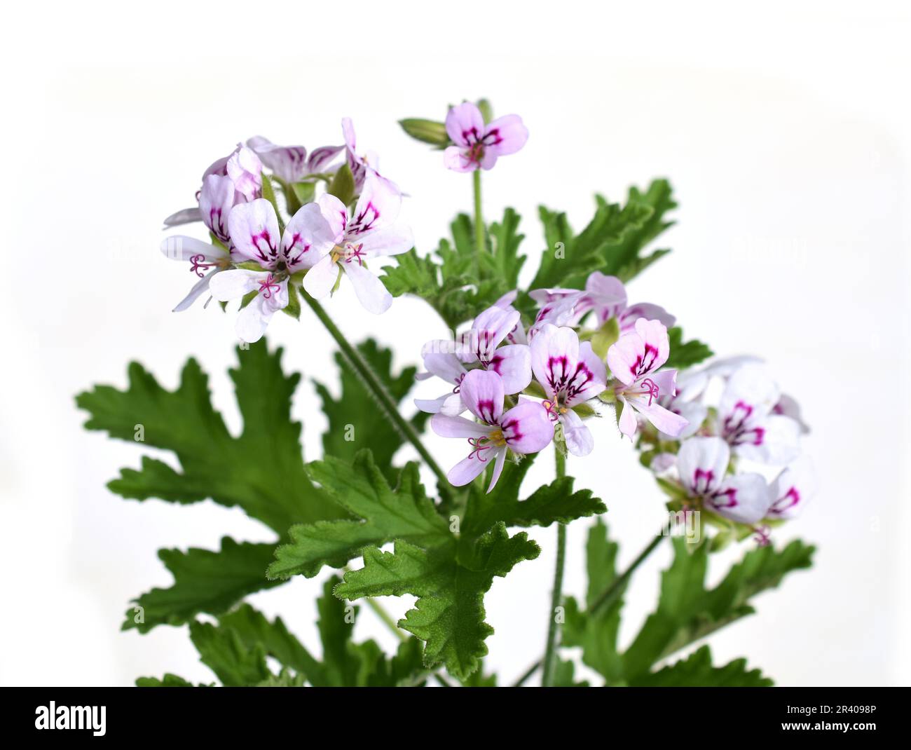 Pelargonium crispum le géranium parfumé au citron isolé sur fond blanc Banque D'Images