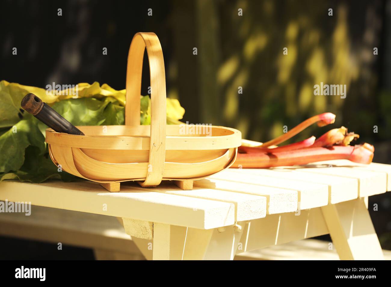 Rhubarbe fraîchement coupée dans un tapis de jardin Banque D'Images