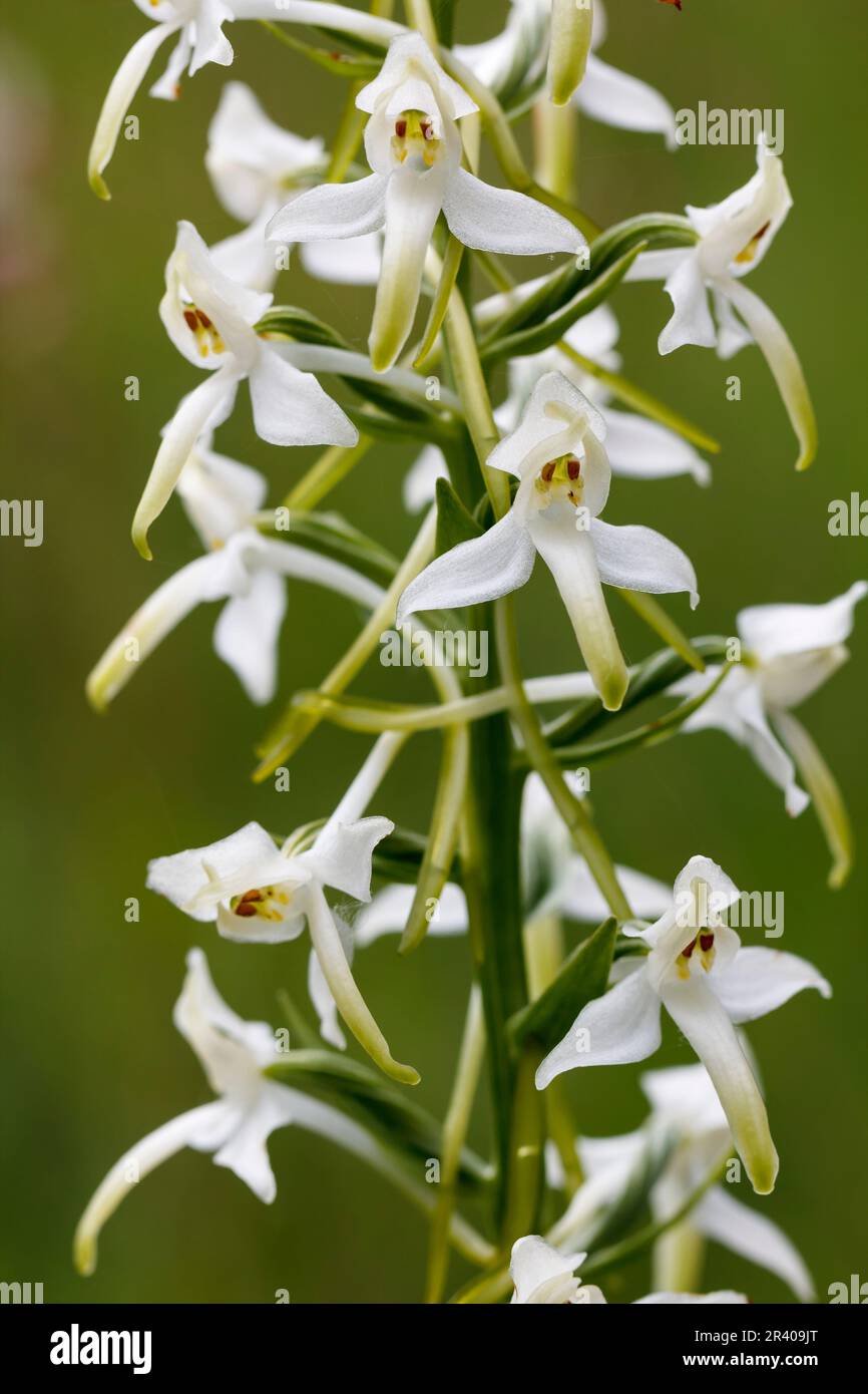 Platanthera chlorantha, connu sous le nom de plus grande orchidée papillon, plus grande orchidée papillon Banque D'Images