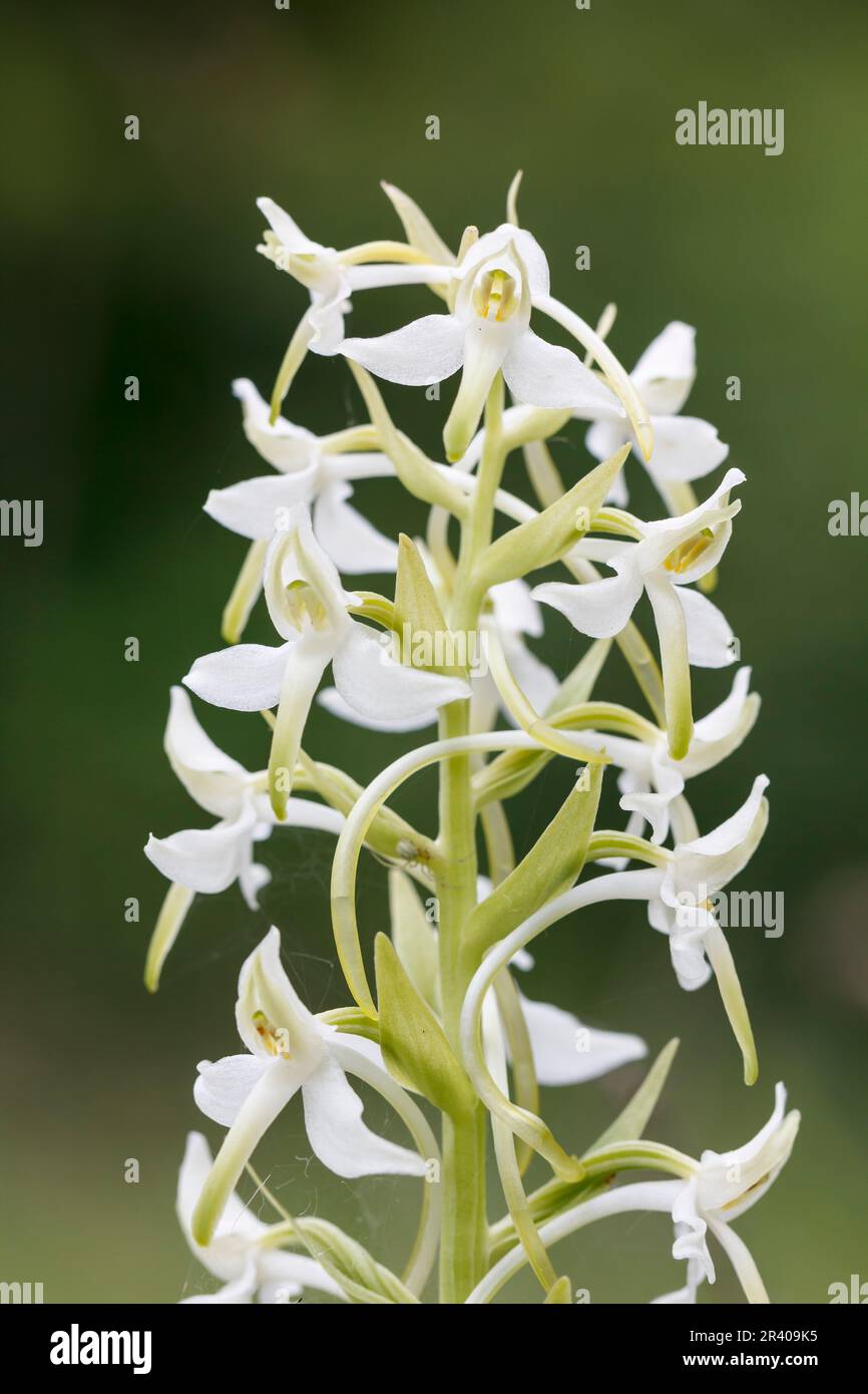 Platanthera bifolia, connue sous le nom de petit papillon-orchidée Banque D'Images