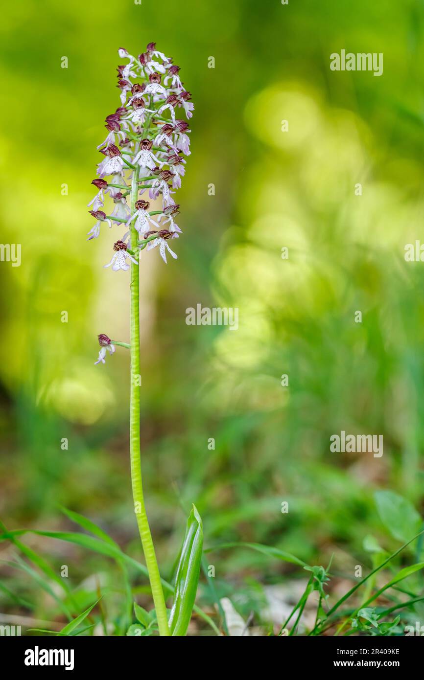 Orchis purpurea, connu sous le nom de Lady Orchid Banque D'Images