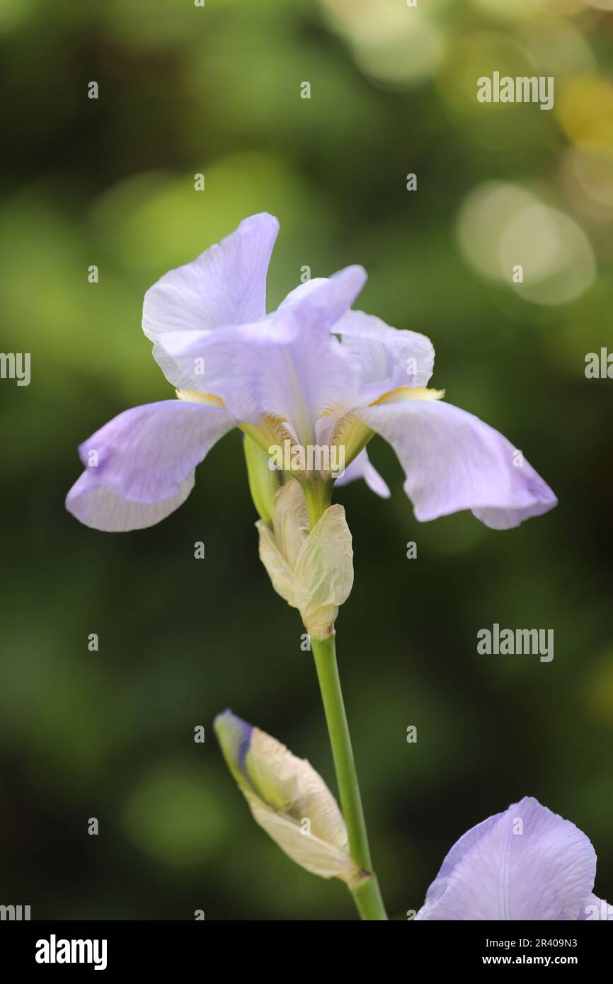 Gros plan d'un iris lilas poussant dans un jardin de campagne anglais Banque D'Images