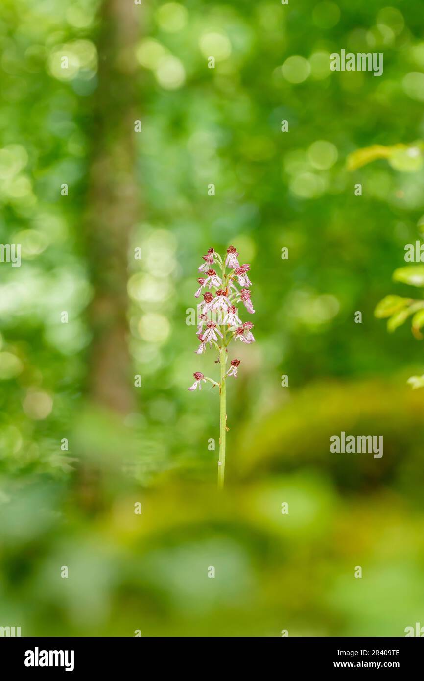 Orchis purpurea, connu sous le nom de Lady Orchid Banque D'Images