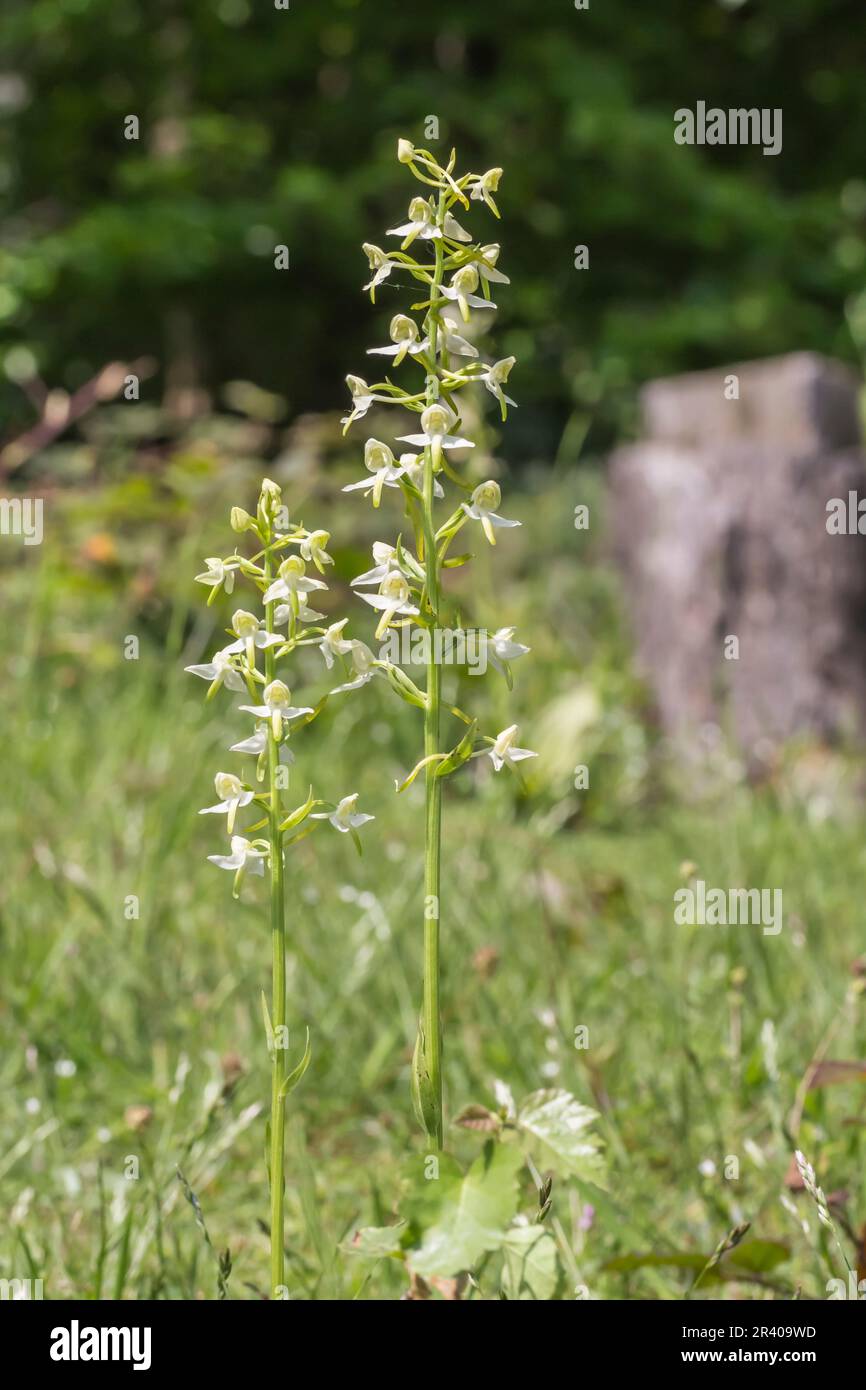 Platanthera chlorantha, connu sous le nom de plus grande orchidée papillon, plus grande orchidée papillon Banque D'Images
