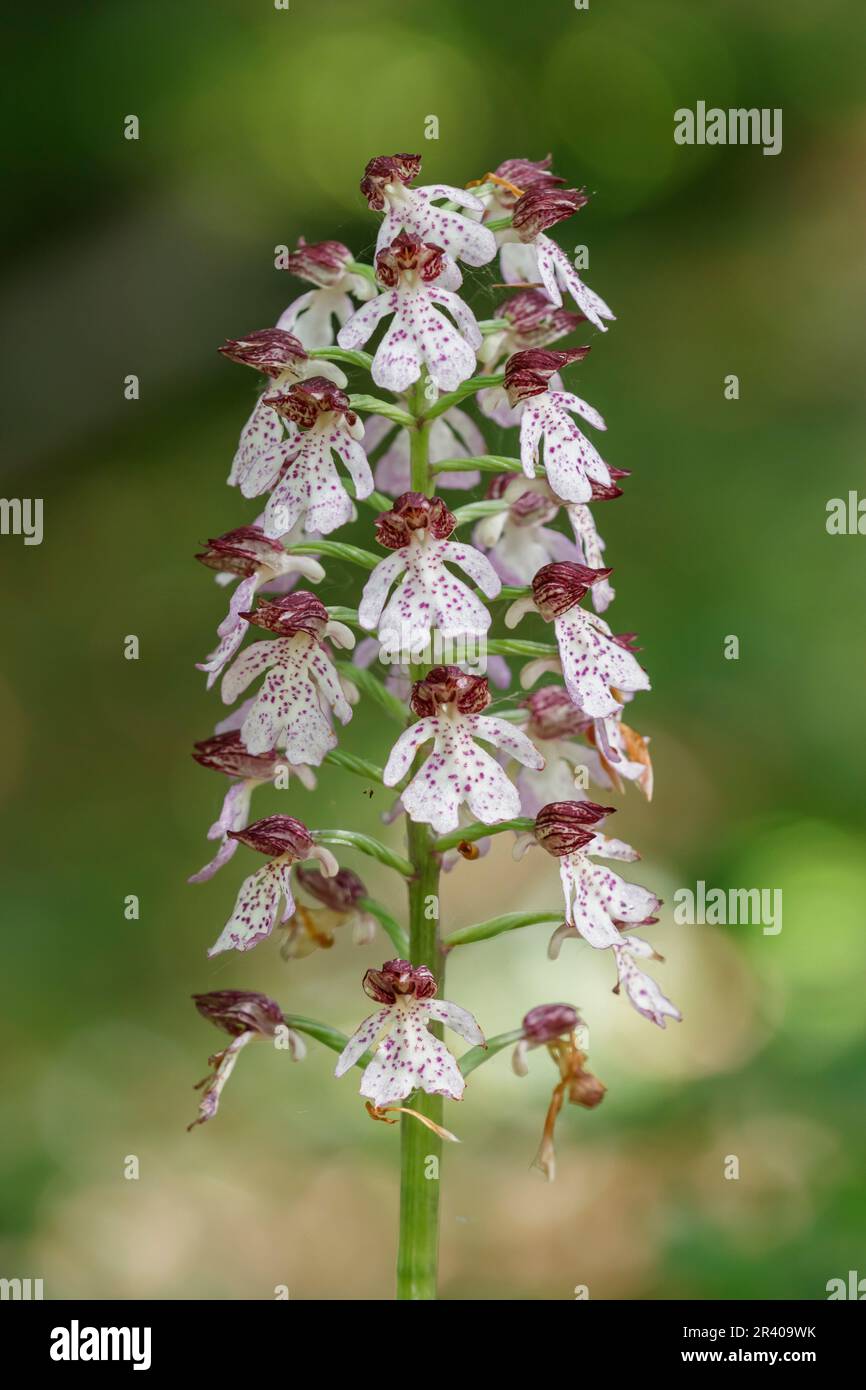 Orchis purpurea, connu sous le nom de Lady Orchid Banque D'Images