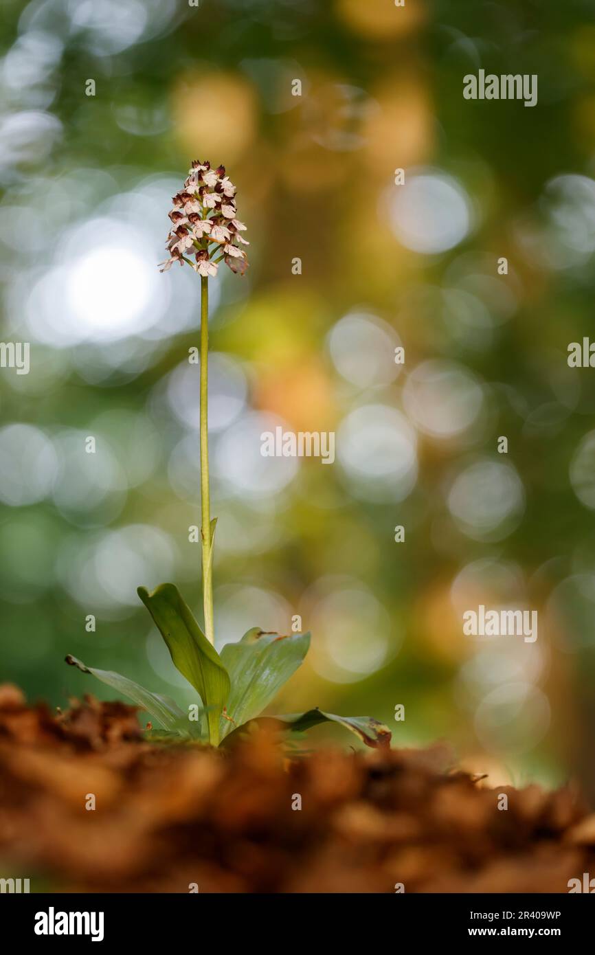 Orchis purpurea, connu sous le nom de Lady Orchid Banque D'Images