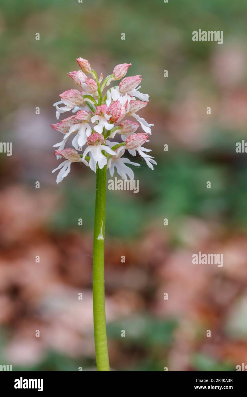Orchis purpurea, connu sous le nom de Lady Orchid (forme brillante) Banque D'Images