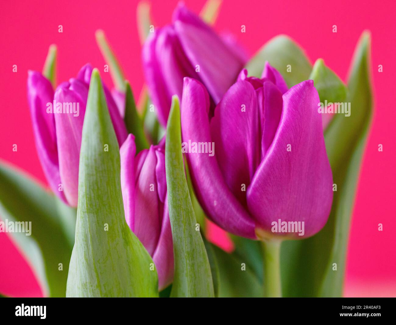 Saignements de tulipes Banque D'Images