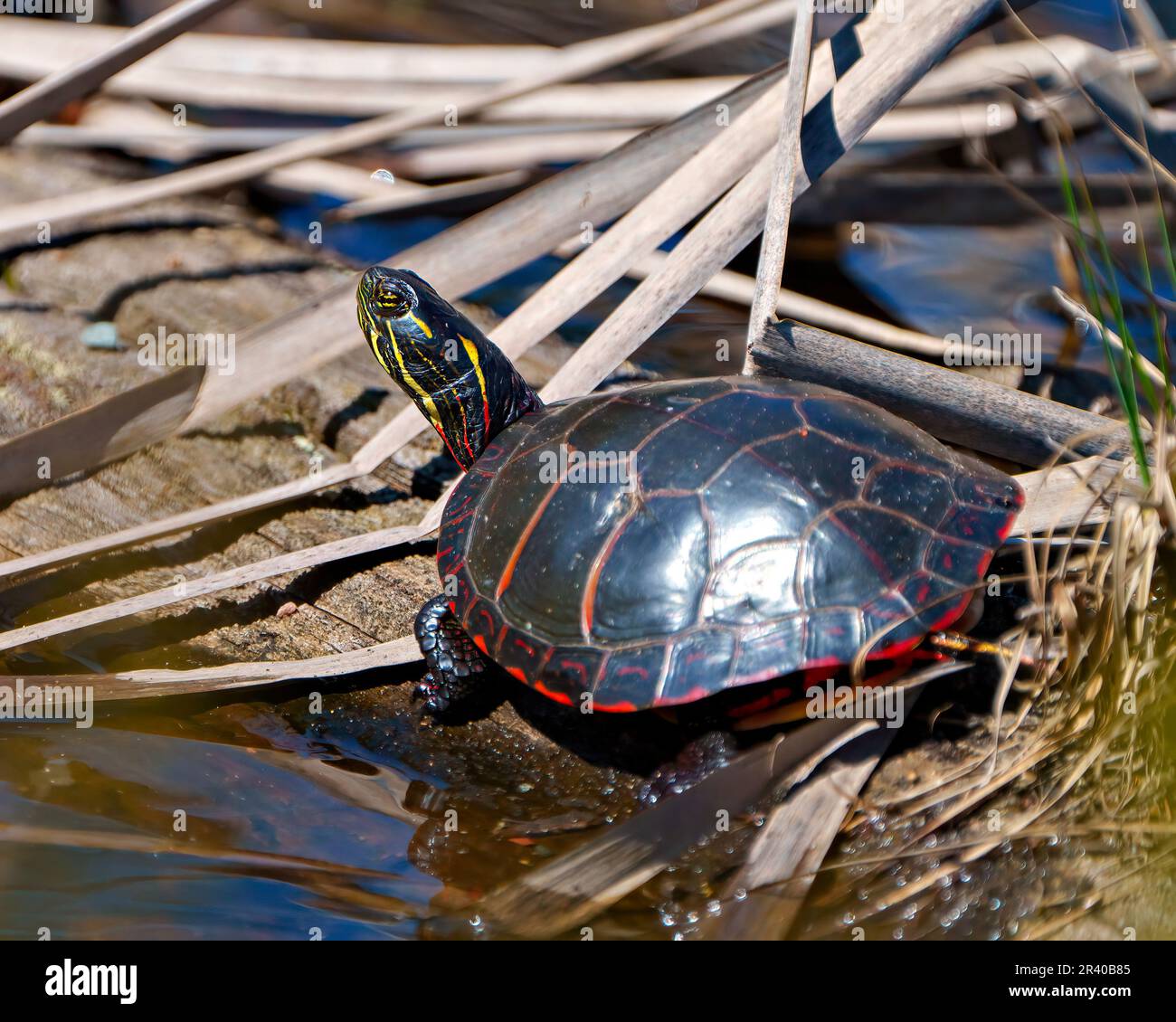 Vue rapprochée de la tortue peinte reposant sur une bûche avec de la mousse et des bains de soleil dans son environnement et son habitat environnant. Image de tortue. Banque D'Images