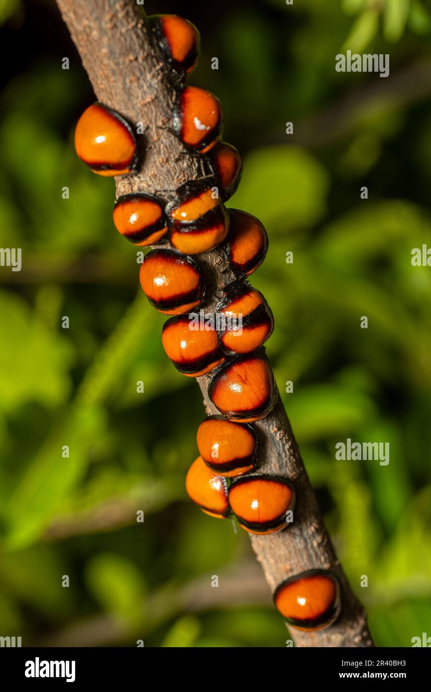 Insecte de bouclier Plataspide (Libyaspis coccinelloides), parc national d'Isalo. Madagascar faune Banque D'Images