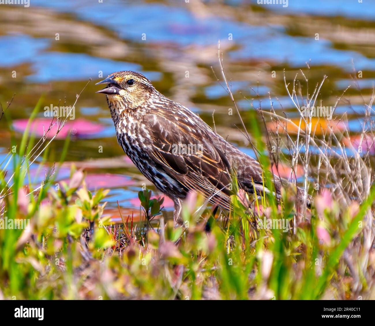 Vue rapprochée de la femelle Blackbird ailé de rouge, debout sur une bûche avec un fond d'eau floue dans son environnement et son habitat environnant. Banque D'Images