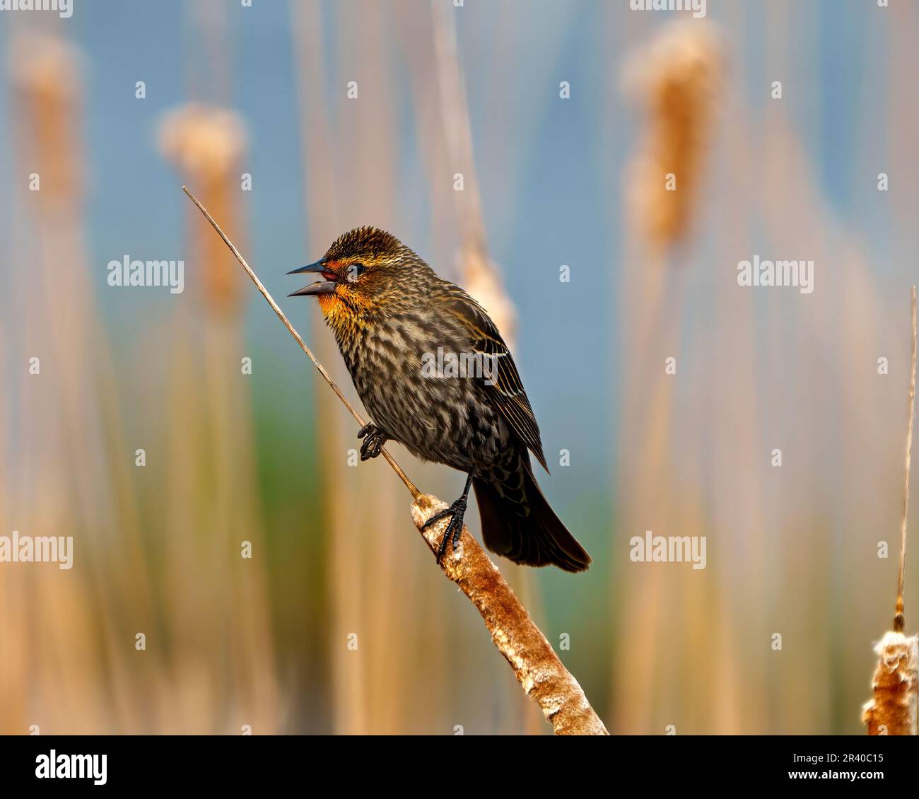 Vue rapprochée de la femelle d'oiseau-noir à ailes rouges perchée sur une queue de chat avec un arrière-plan flou dans son environnement et son habitat entourant avec bec ouvert. Banque D'Images