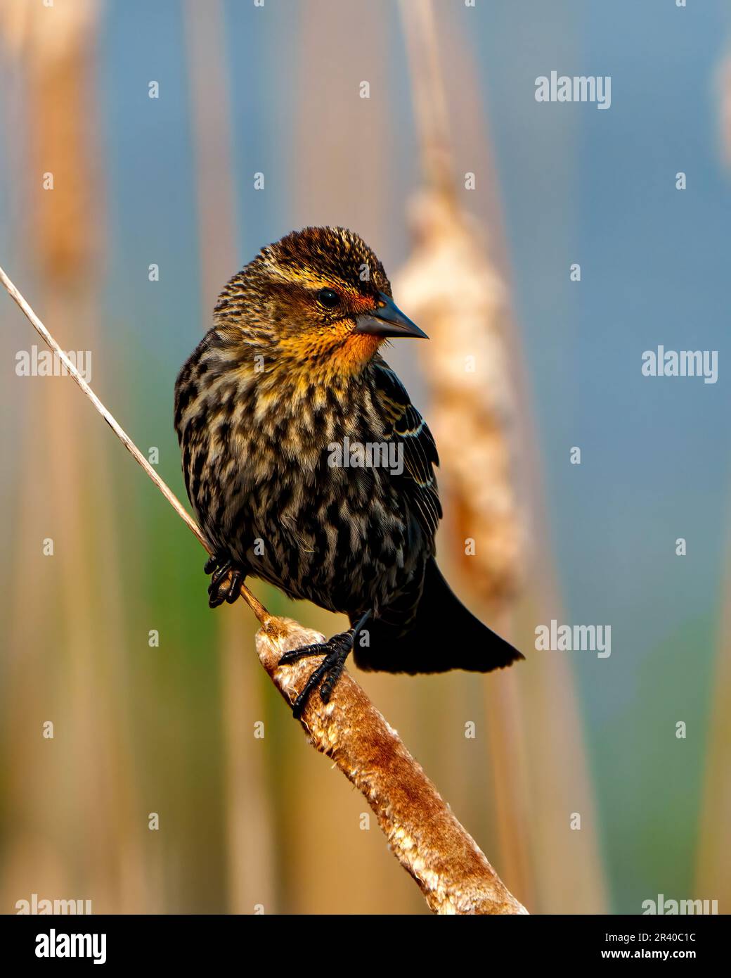 Vue rapprochée de la femelle Blackbird ailé de rouge perchée sur une queue de chat avec un arrière-plan flou dans son environnement et son habitat environnant. Banque D'Images