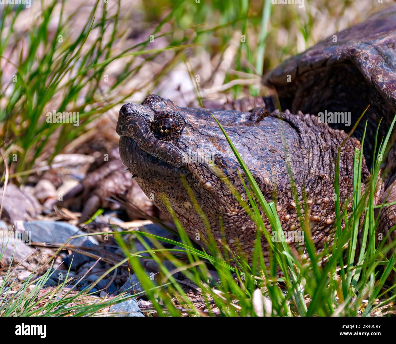 Vue rapprochée de la tortue aimantée hors de l'eau et cherchant à trouver un emplacement de nid approprié dans son environnement et son habitat. Image de tortue. Banque D'Images