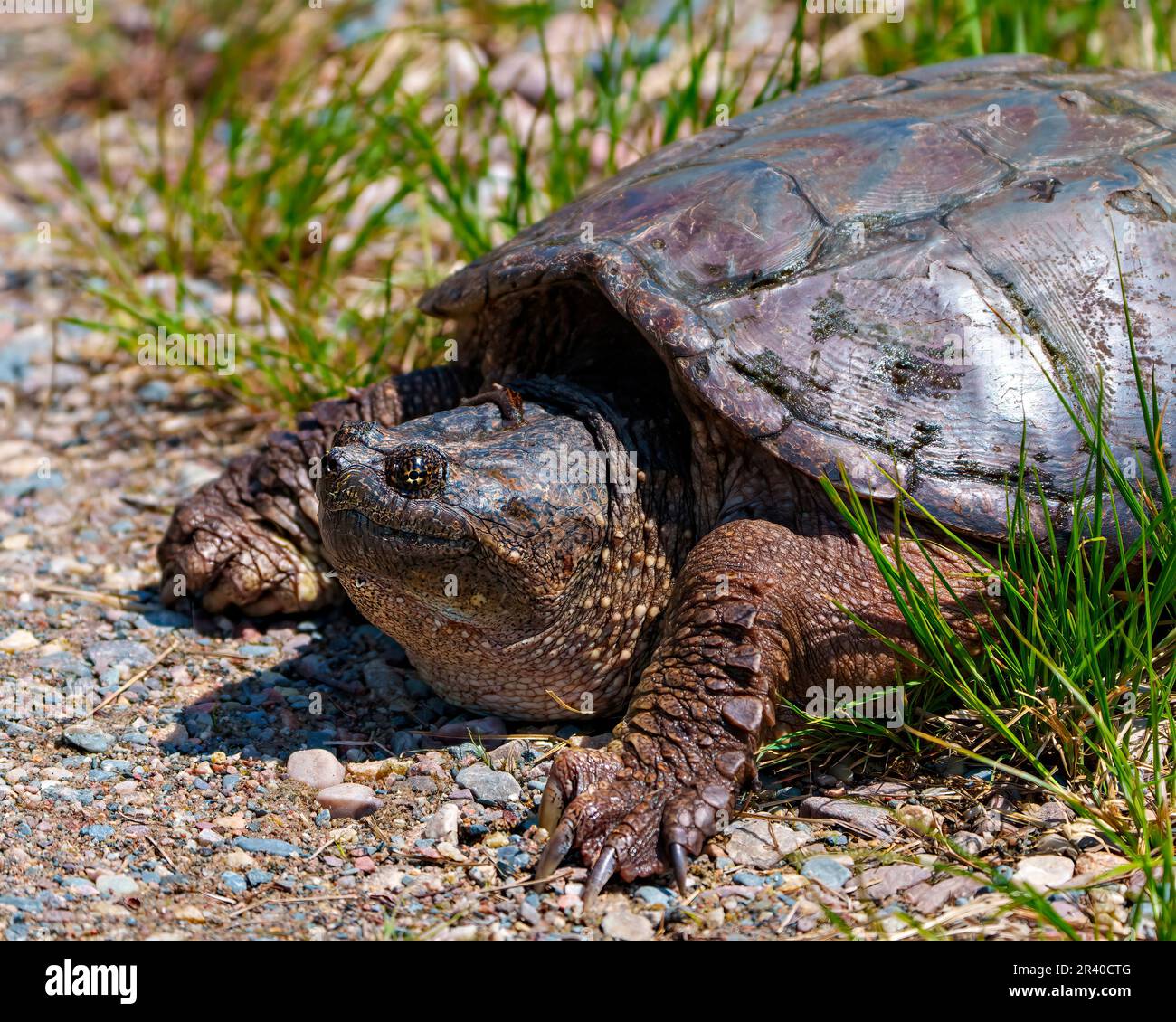 Vue rapprochée de la tortue en retrait hors de l'eau et cherchant à trouver un emplacement de nid approprié dans son environnement et son habitat environnant. Vue de la tête. Banque D'Images
