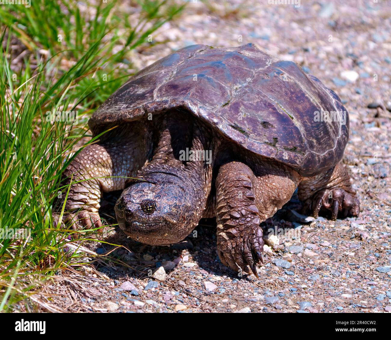 La tortue aimante vue rapprochée hors de l'eau et cherche à trouver un emplacement de nid approprié dans son environnement et son habitat environnant. Image de tortue. Banque D'Images