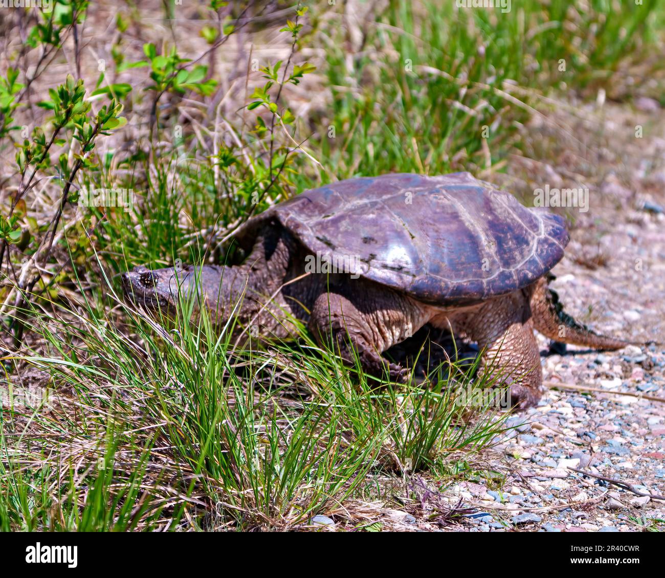 La tortue aimante vue rapprochée hors de l'eau et cherche à trouver un emplacement de nid approprié dans son environnement et son habitat environnant. Image de tortue. Banque D'Images