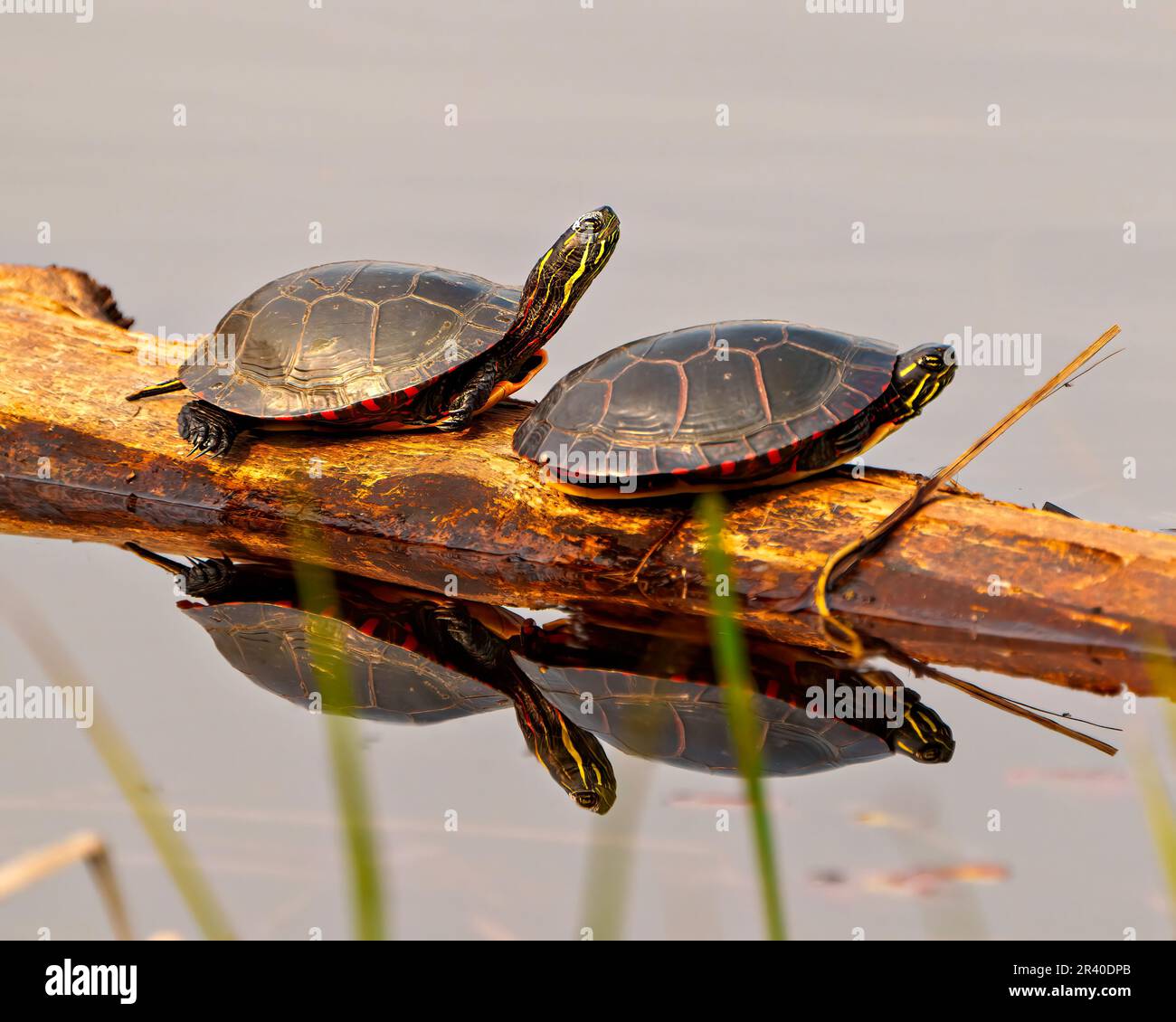 Tortues peintes reposant sur une bûche dans l'étang avec un reflet dans l'eau et appréciant leur environnement et habitat environnant. Banque D'Images