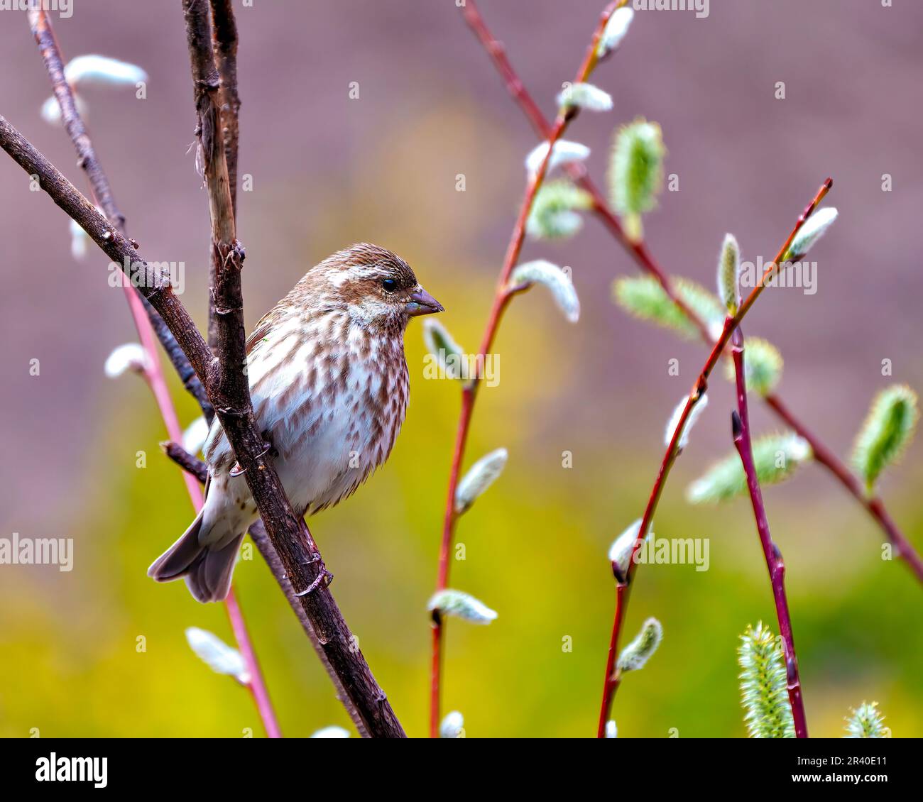 Vue rapprochée des femelles de Purple Finch perchée sur une branche avec un fond coloré et un bourgeon d'arbre dans son environnement et son habitat. Image de fin. Banque D'Images