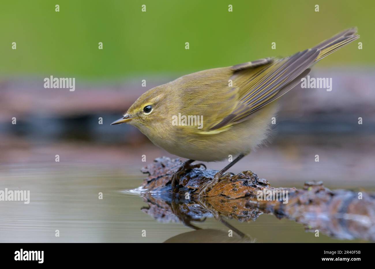 La chiffballe commune (Phylloscopus collybita) regarde curieusement sur l'étang d'eau profonde avant le bain Banque D'Images