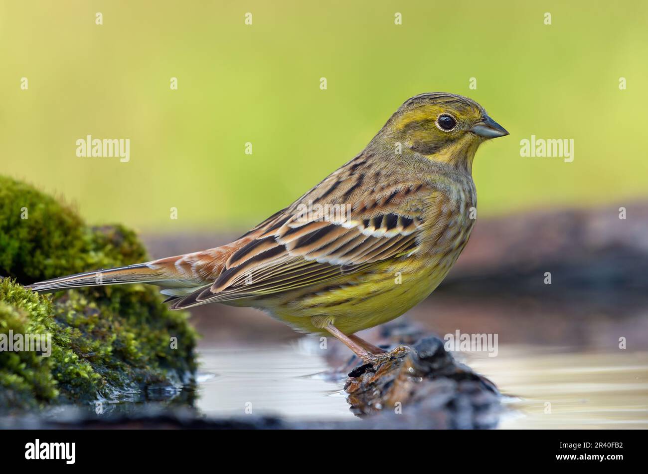 Le magnifique Yellowhammer (emberiza citrinella) est situé sur une branche d'âge nageant dans un étang d'eau Banque D'Images