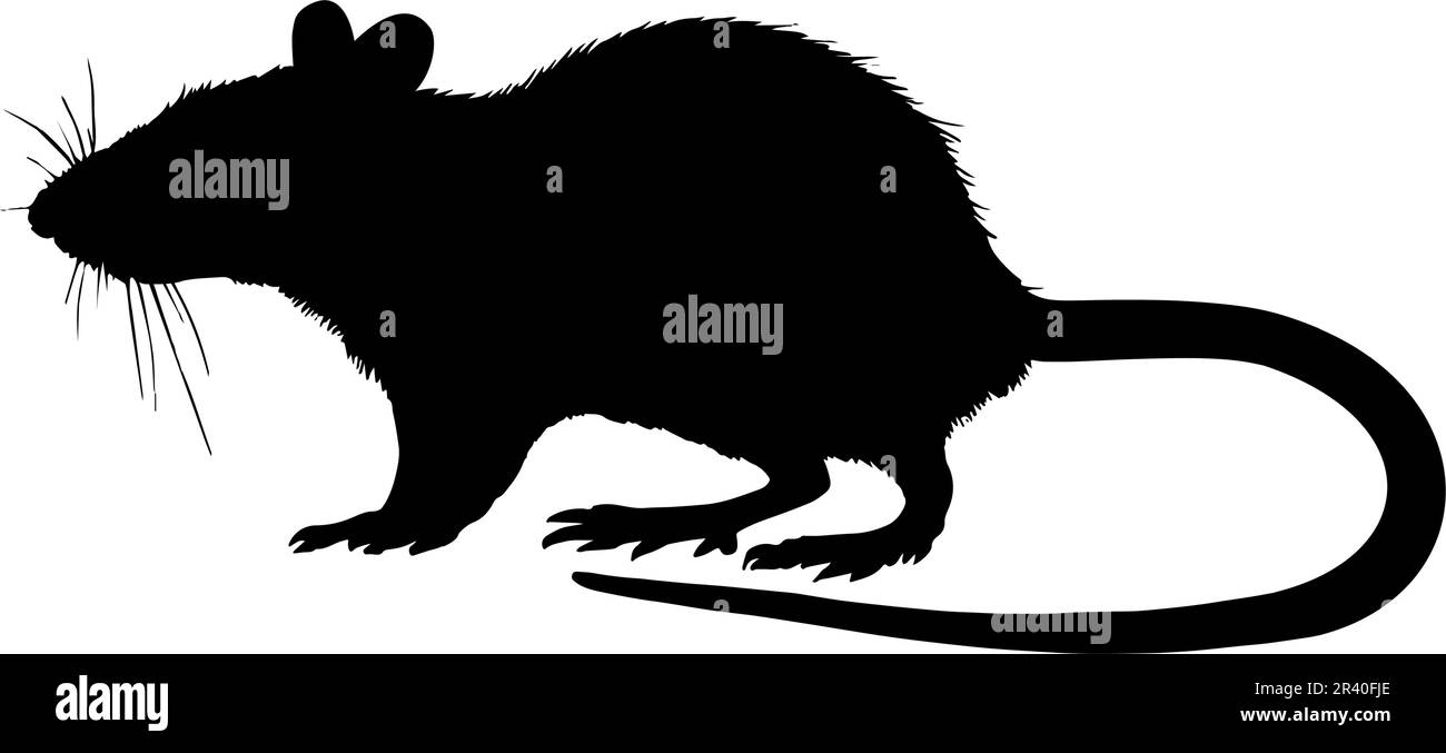 Silhouette de rat isolée sur fond blanc. Illustration vectorielle Illustration de Vecteur