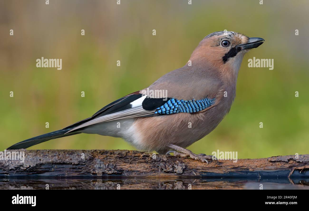 Gracieuse Jay eurasien (garrulus glandarius) posant sur le tronc dans la forêt d'automne près de l'étang d'eau Banque D'Images