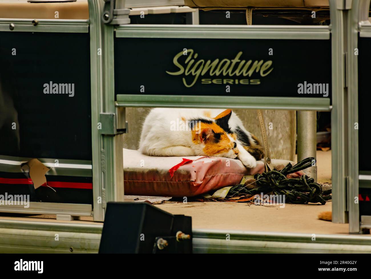 Suzie Q, un chat calico féral, dort sur un bateau à ponton, 17 mai 2023, à Coden, Alabama. Environ 99,9 pour cent des chats calico sont des femmes. Banque D'Images