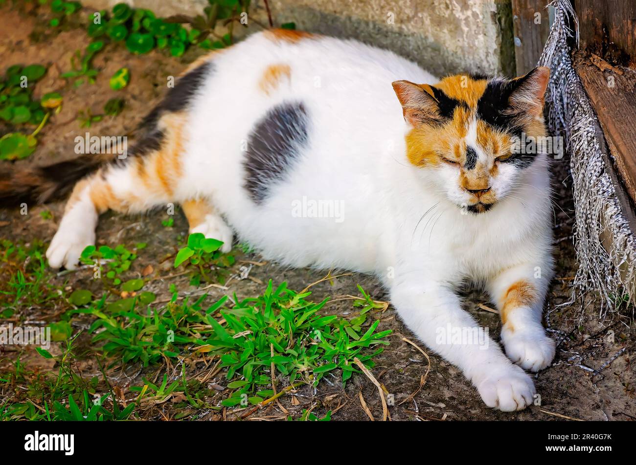 Suzie Q, un féral calico chat, repose pendant la grossesse, 22 mai 2023, à Coden, Alabama. Banque D'Images