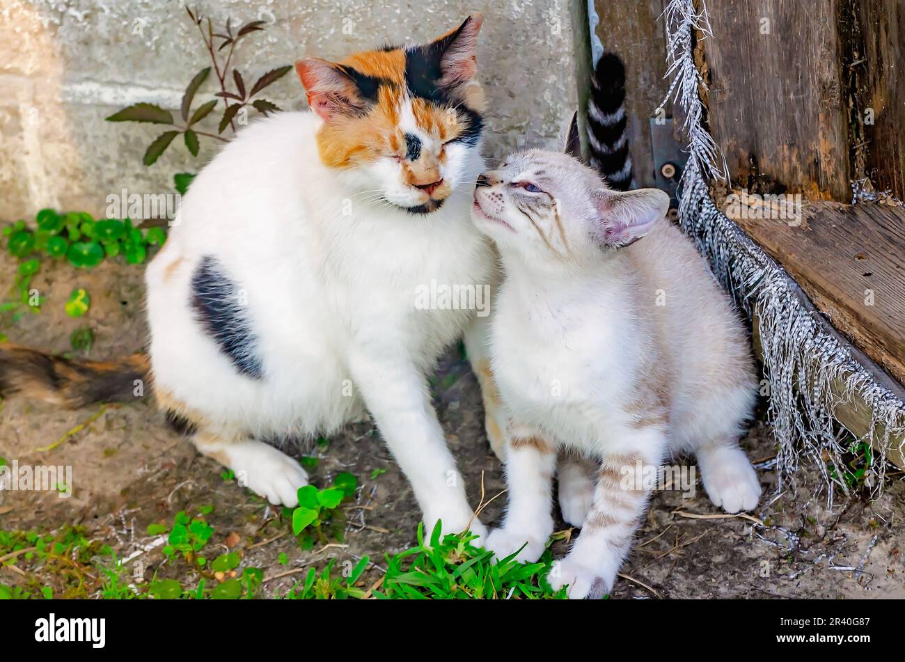 Suzie Q, un chat féral enceinte, interagit avec un chaton d'une litière antérieure, 22 mai 2023, à Coden, Alabama. Banque D'Images