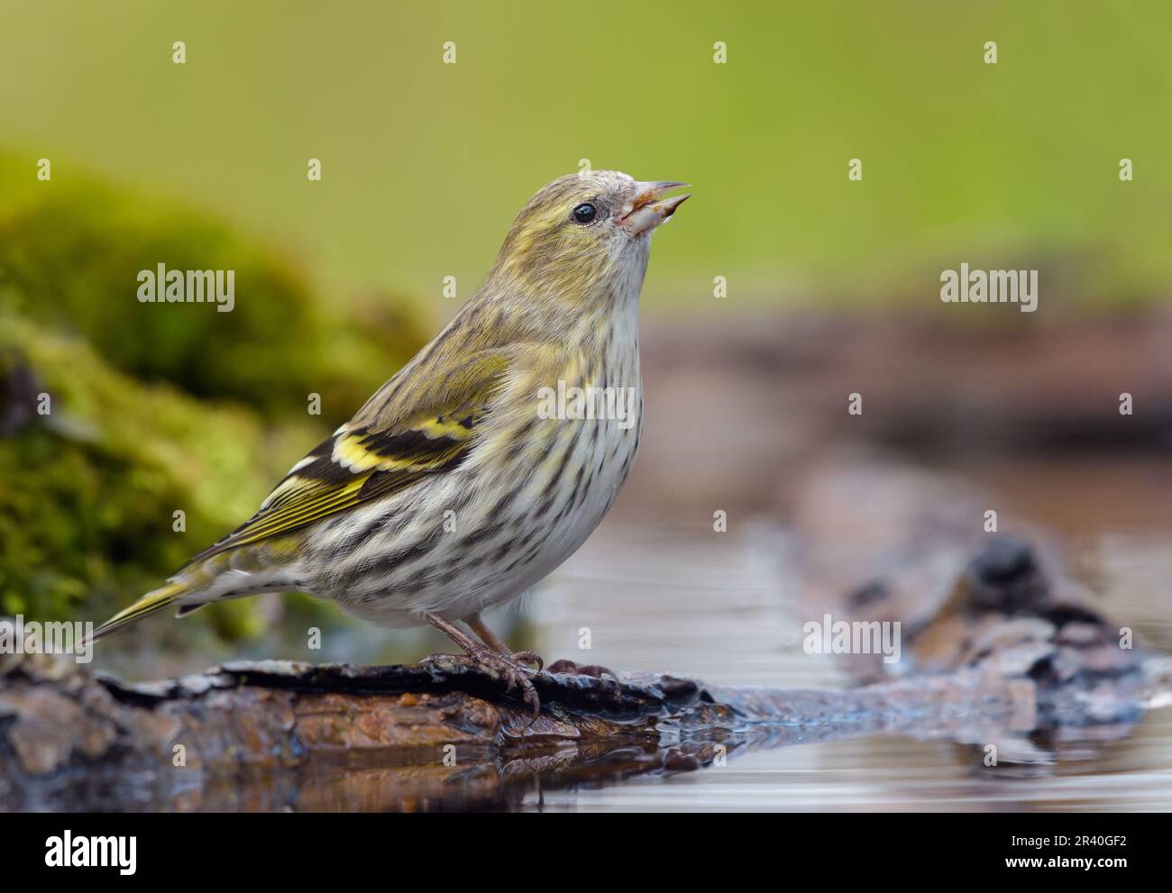 Jeunes femelles de Siskin eurasien (Spinus spinus) buvant de l'eau sur une petite branche submergée dans un étang de mousse Banque D'Images