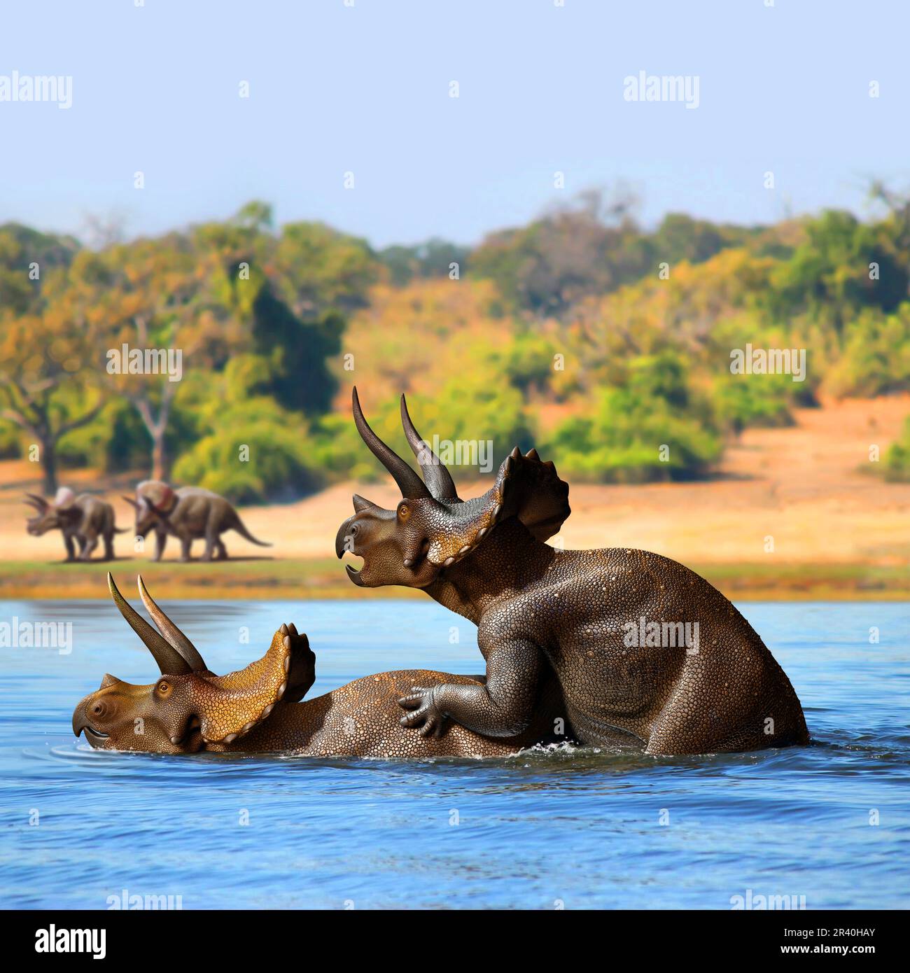 Les dinosaures mâles et femelles de Triceratops se accouplant dans le lac. Banque D'Images