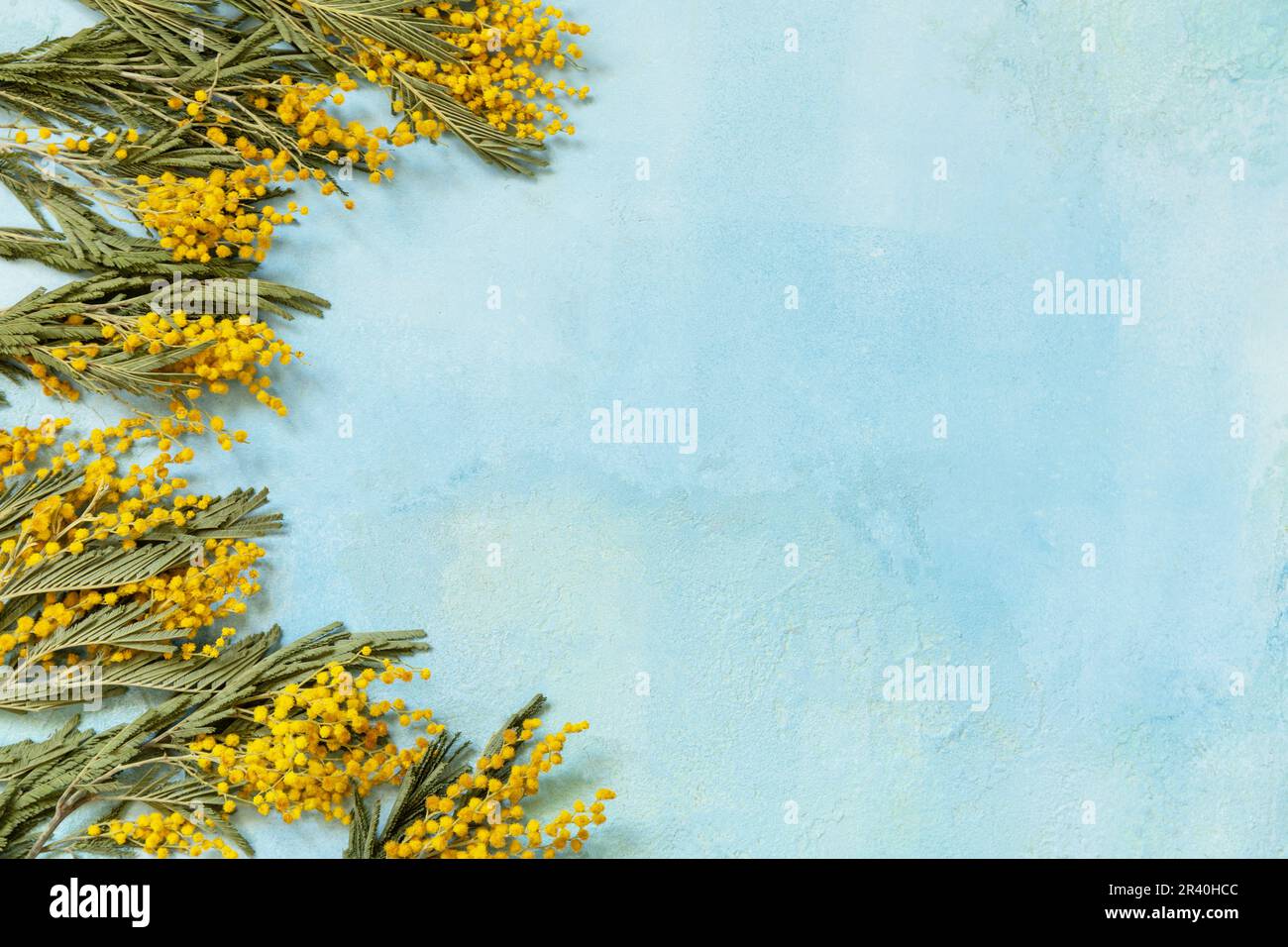 Mimosa fleurit sur fond bleu. Concept de fête des femmes, fête des mères, fête de la Saint-Valentin, anniversaire. Carte de vœux. Voir fr Banque D'Images