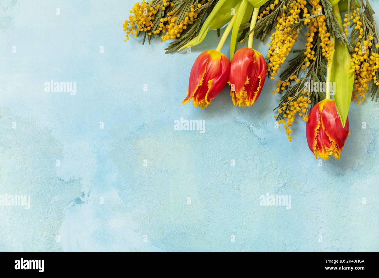 Mimosa fleurit sur fond bleu. Concept de fête des femmes, fête des mères, fête de la Saint-Valentin, anniversaire. Carte de vœux. Voir fr Banque D'Images
